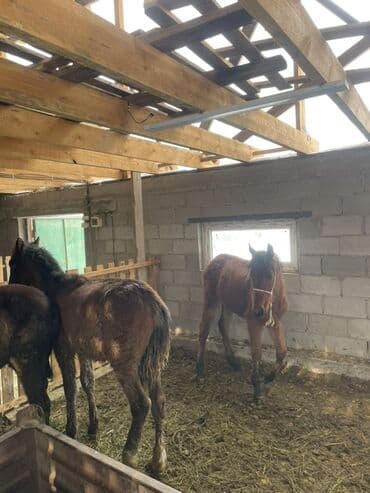 Жылкылар, аттар: Сатам | Тай | Көбөйтүү үчүн | Асыл тукумдуу — 4