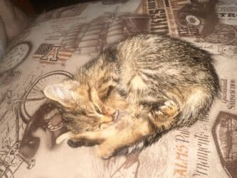 отдам кота я его боюсь: Отдам котёнка (девочку) в хорошие руки. Мать превосходный охотник на — 3