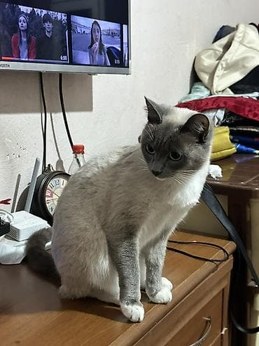 кошка домашняя: Цена договорная — 2