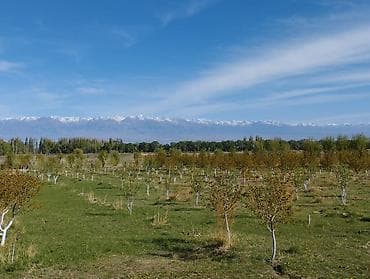 яблоневый сад: 4 соток, Для сельского хозяйства, Красная книга — 5