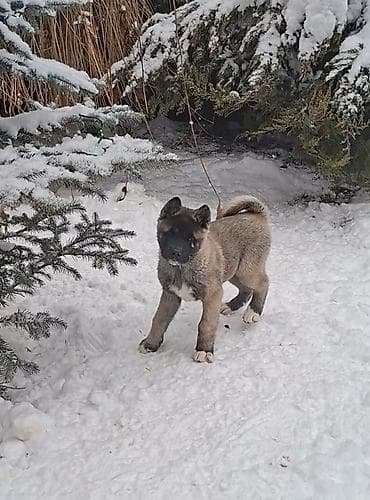 алабай иттер: 1 месяц, Самка, С родословной — 10