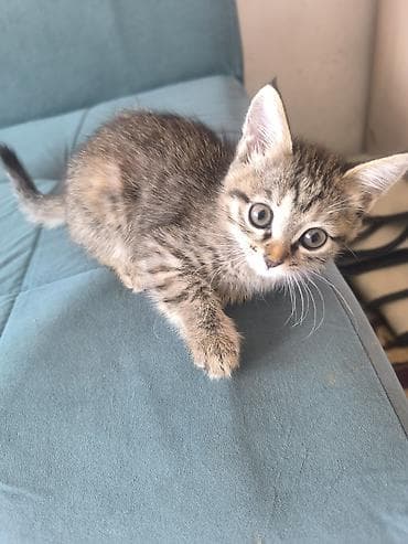 scottish fold: Котята в добрые руки .Доставка до дома 😊 Милые домашние котята: один — 1