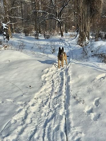 бекер иттер: Бельгия овчаркасы, 9 айлык, Ургаачы, Эмделген — 2