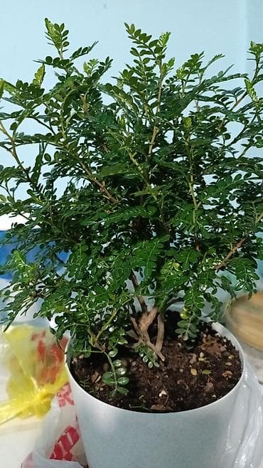 Бонсай: Комнатное растение: Зантоксилум - Компактный куст в белом — 3