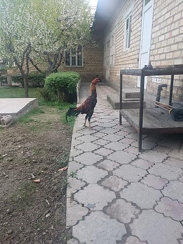дакан жожо: Продаю | Петух | Дакан | Для разведения — 2