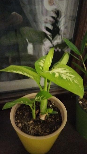 калла: Комнатные растения и укоренённые детки - Крупное тропическое растение — 7