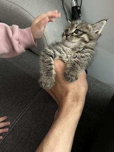 ежик живой: Котёнок-полосатик (домашняя короткошёрстная). Описание: - Окрас — 4