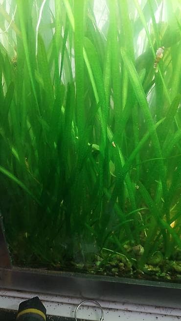 рыбки для аквариума: Продаю аквариумные растения. по 30 сом. валиснерия — 1