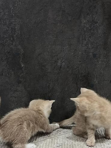 британские котята в дар: Беспородная, 1 месяц, Мальчик, Рыжий, Приучена к лотку — 7