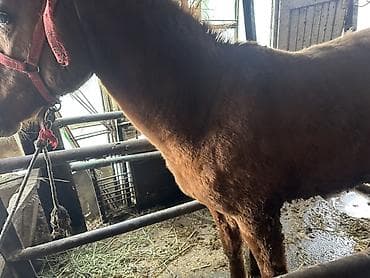 Услуги ветеринара: Продаю | Кобыла (самка) — 3