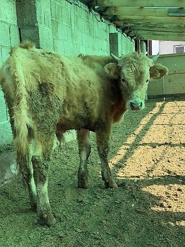 Башка жаныбарлар: Сатам | Бука (эркек) — 5