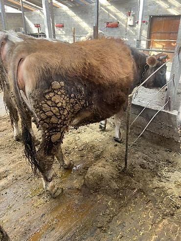 Услуги ветеринара: Продаю | Корова (самка), Тёлка | Швицкая | Для разведения, Для молока | Стельные, Искусственник, Нетель — 2