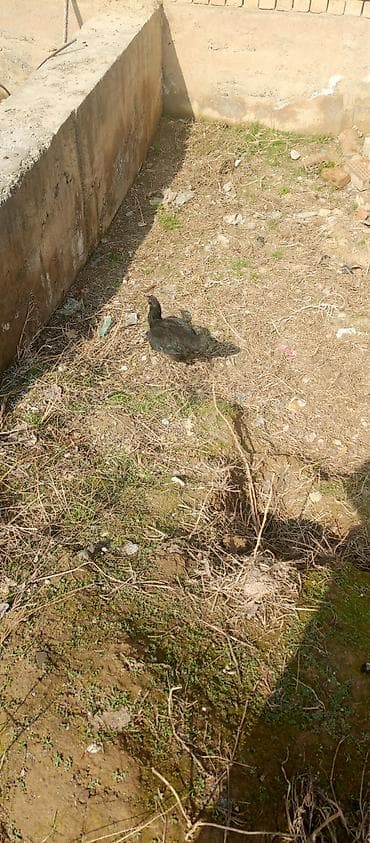 японские петухи: Продаю | Куры | Для разведения — 2