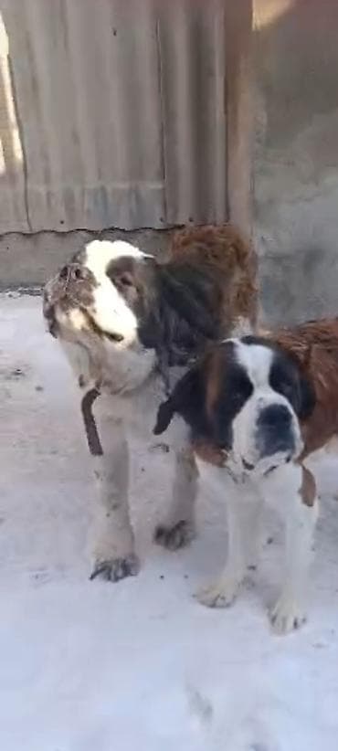 Продажа собак: Сенбернар, 1 месяц, Самка — 3