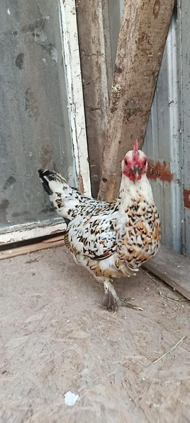 паилка для кур: Продаю | Куры, Петух — 2