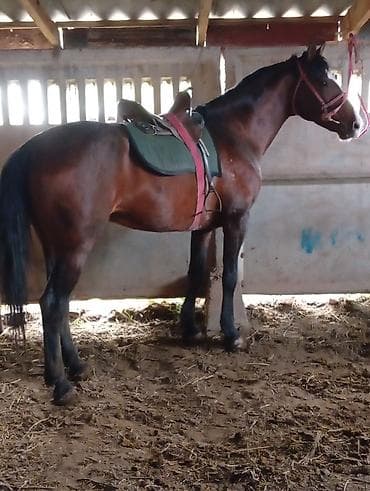 хомяк с клеткой: Продаю | Жеребец | Рабочий — 2