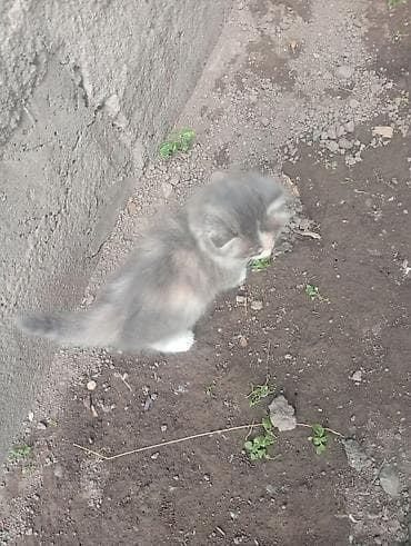сколько стоит сфинкс кошка: Срочно отдам котят веслоухих в добрые руки,обртокмок Кушают — 10