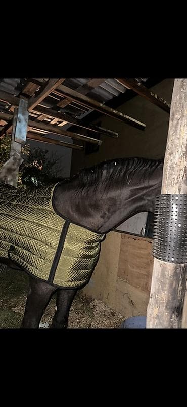 Кошки: Тёплая попона для лошади + капор/нашейник (комплект) - Тип: стеганая — 2