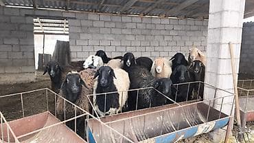 Продаю | Овца (самка) | Для разведения | Матка