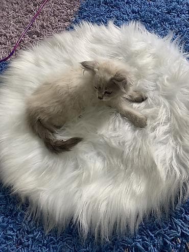 scottish fold: 2 месяца, Девочка, Приучена к лотку — 5