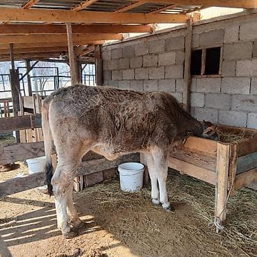 продаю быки: Продаю | Музоо, торпок | На откорм | Привязанные — 5