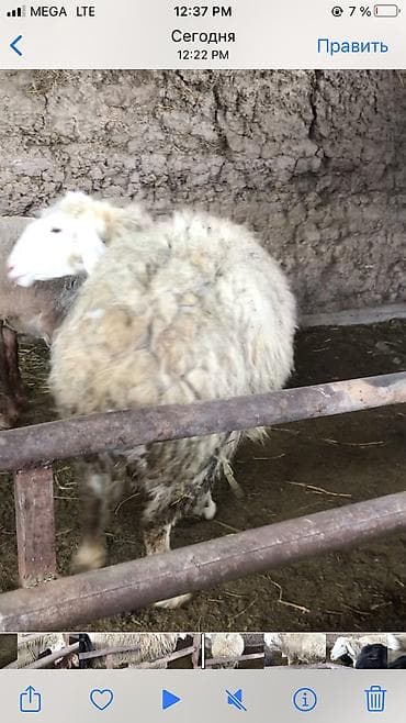 Продаю | Овца (самка) | Для разведения | Племенные — 3