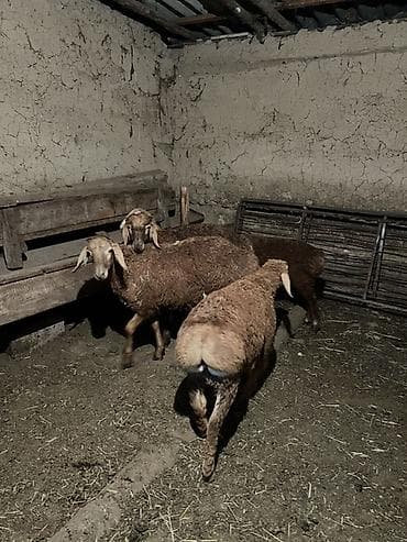 Продаю | Баран (самец) | Арашан | Для разведения | Племенные — 8