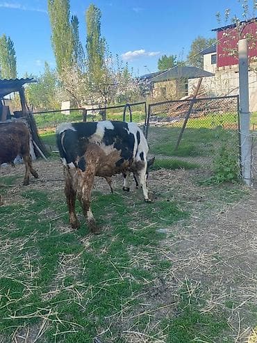 скотина: Продаю | Тёлка | Полукровка | На откорм | Нетель — 3