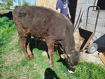 летающая белка: Продаю | Музоо, торпок | На откорм | Племенные — 3