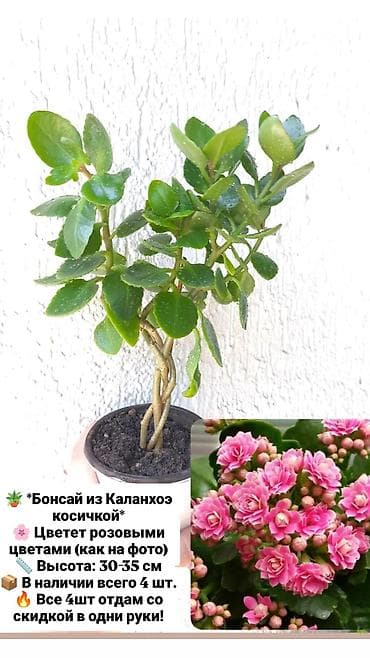 Комнатные растения: Продаю свои комнатные растения 🪴🌺 ! Цены разные ! 1) Суккулент — 6