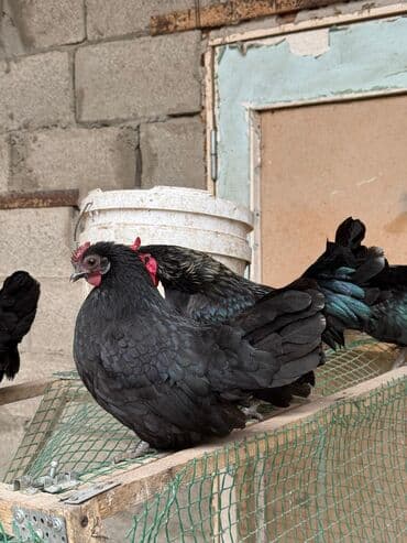 сколько стоит спаниель щенок: Продаю | Петух, Куры — 3