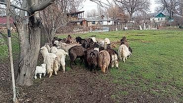 сибрайт куры: Продаю | Коза (самка), Козлёнок | Полукровка, Нубийская | На забой, Для разведения, Для молока | Племенные, Котные — 6