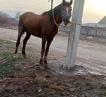 коньки каракол: Продаю лошадь 
пять лет, 
прошу 170
город токмок — 3