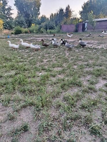 С/х животные и товары: Продается Утки 25 шт цена договорная.Утки и гуси – домашняя птица для — 2