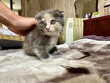 котята фолд: Добрый день всем) отдам милых котят в добрые руки. Все здоровы — 1