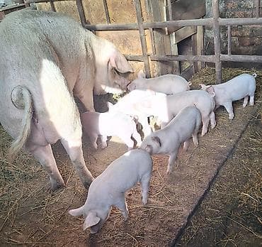 бурские козы купить: Продаю | Поросенок — 2