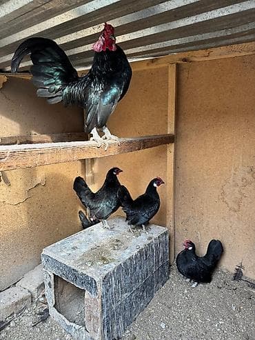манчкин кот цена бишкек: На продажу семья карликов петух и кур 7500с — 1