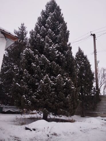 Декор жана интерьер: Ёлка — 1