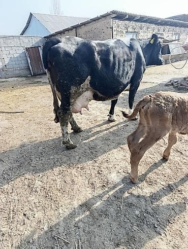 быка: Продаю | Корова (самка) | Для молока | После отела — 4