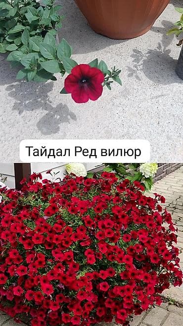 морская капуста купить: Самовывоз — 5