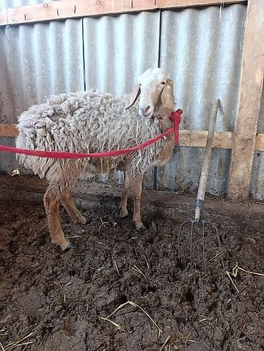 ат ба: Продаю | Овца (самка) | Арашан | Для разведения | Матка — 2