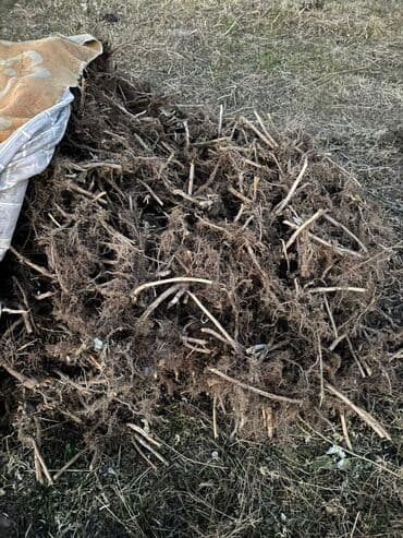 печка для отопления бишкек цена: Саженцы малины (корневые отпрыски) - Сортовая малина с высокими — 3