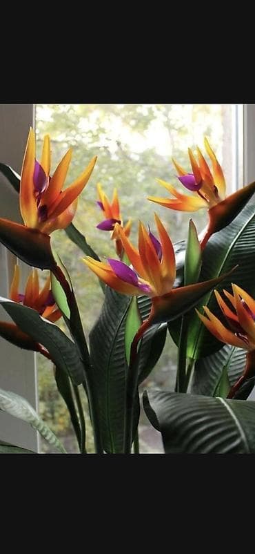 Стрелиция (райская птица) в горшке - Комнатное декоративно-лиственное — 1