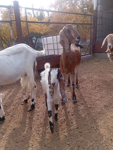 объявления о продаже собак: Продаю | Козёл (самец) | Камори | Для разведения | Племенные — 8