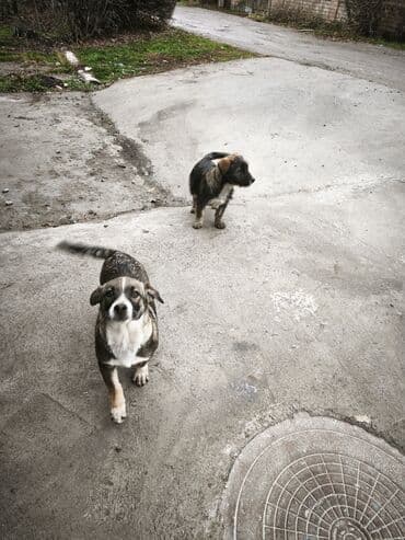 купить щенка кане корсо: Собака даром: Дворняжка, 3 месяца, Самец — 1