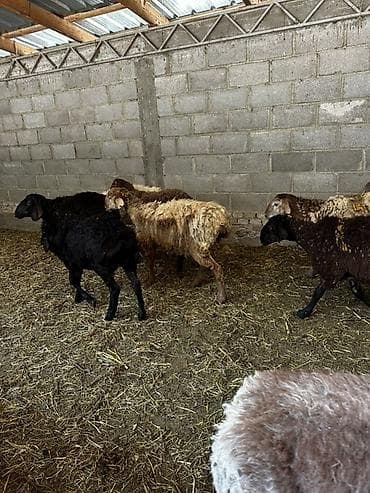 С/х животные и товары: Продаю | Баран (самец) | На забой — 1