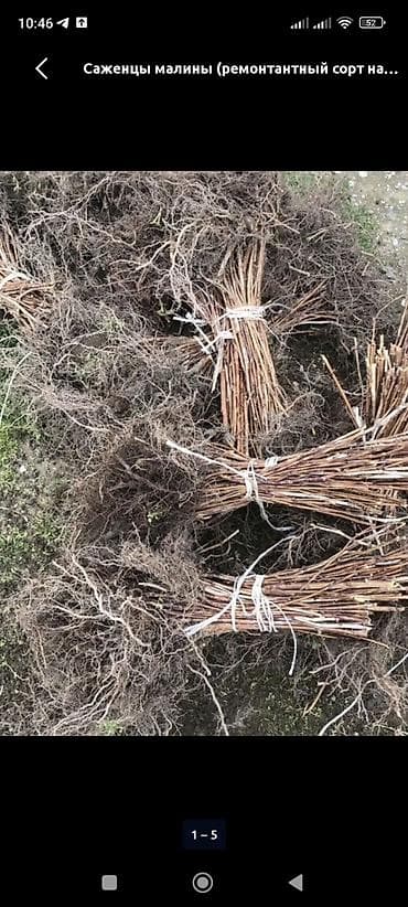 кел кел: Продам Саженцы малины (ремонтантные) сорт Полька. Самовывоз и сами — 1