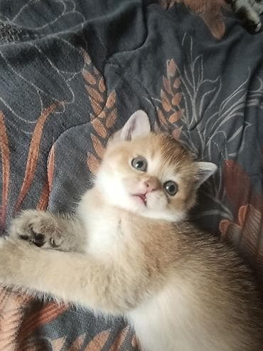 продаю мёд: Скотиш Страйт (Шотландская прямоухая), 1 месяц, Мальчик, Золотая шиншилла, Приучена к лотку — 1