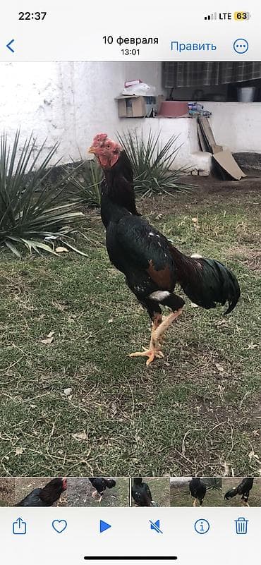 Иттер: А/ч жаныбарлары үчүн тоюттар — 2