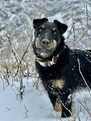 продать животных: 🐾 Щенки ягдтерьера готовы к новым хозяевам! От рабочих родителей — — 10